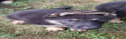 German Shepherd dogs for sale: Marmaduke  - Ad 1