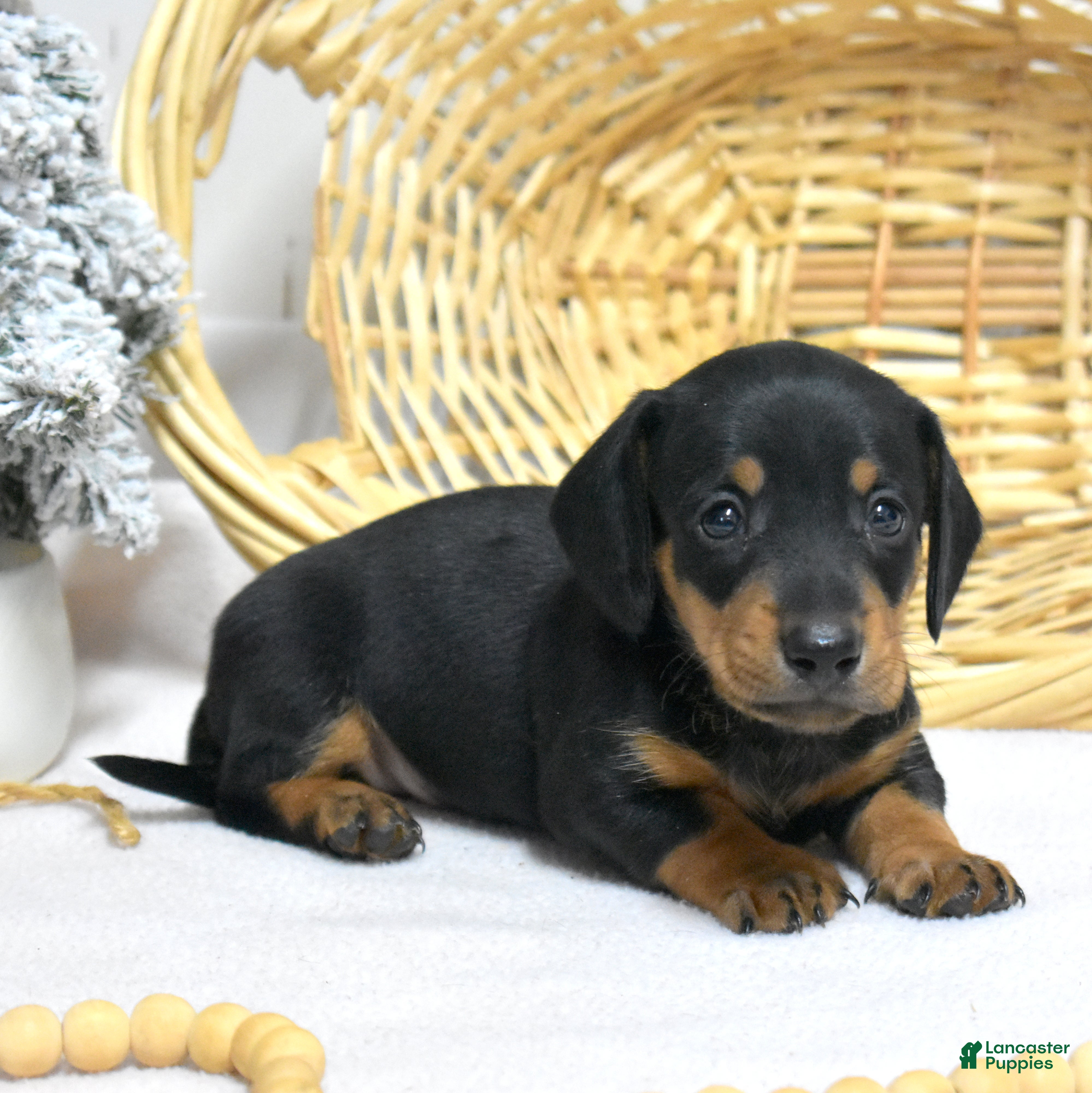 Miniature Dachshund dogs Lucky - Ad 17