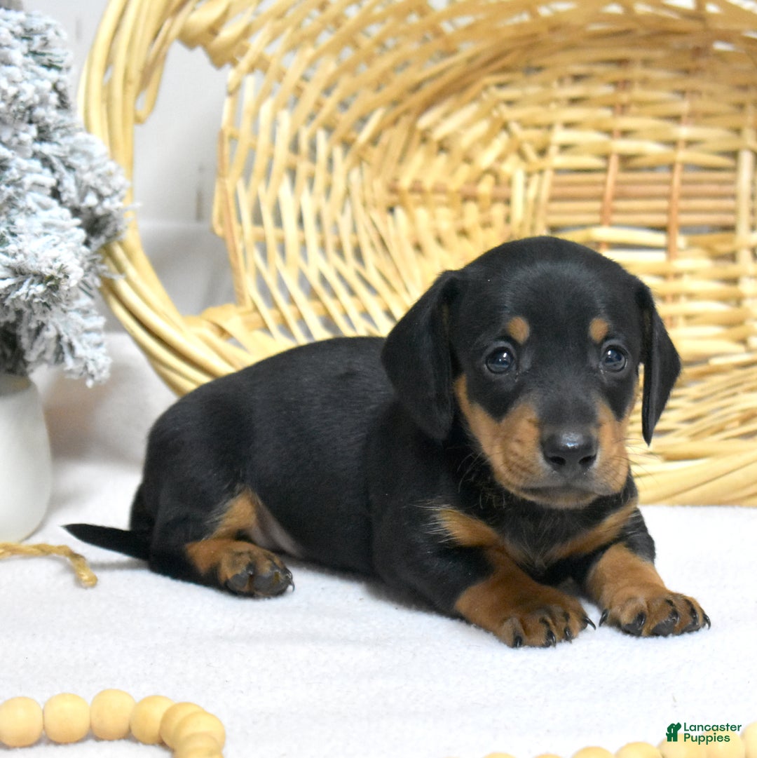 Miniature Dachshund dogs for sale: Lucky - Ad 1
