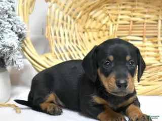 Miniature Dachshund dogs Lucky - Ad 7