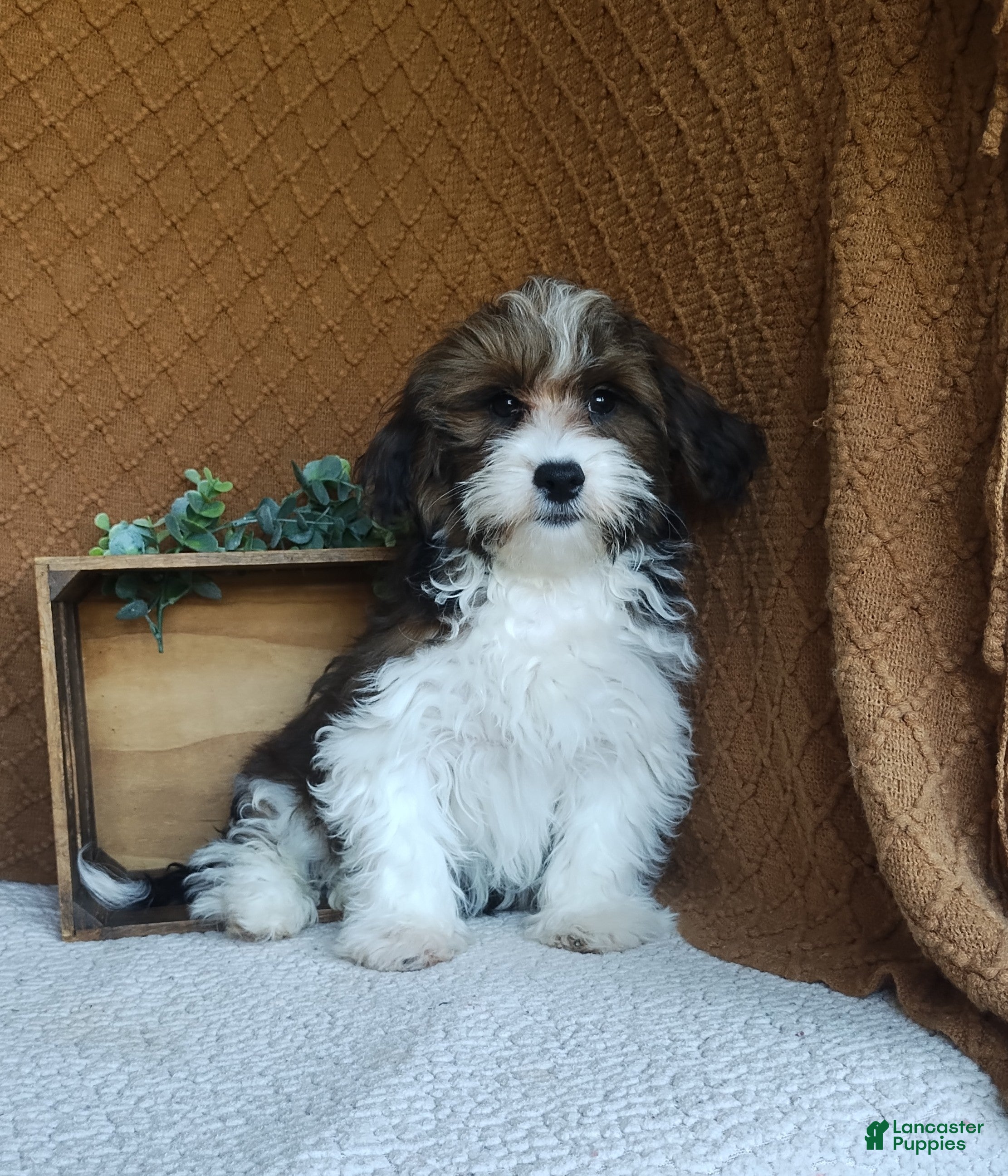 Havanese dogs for sale: Adam  - Ad 1