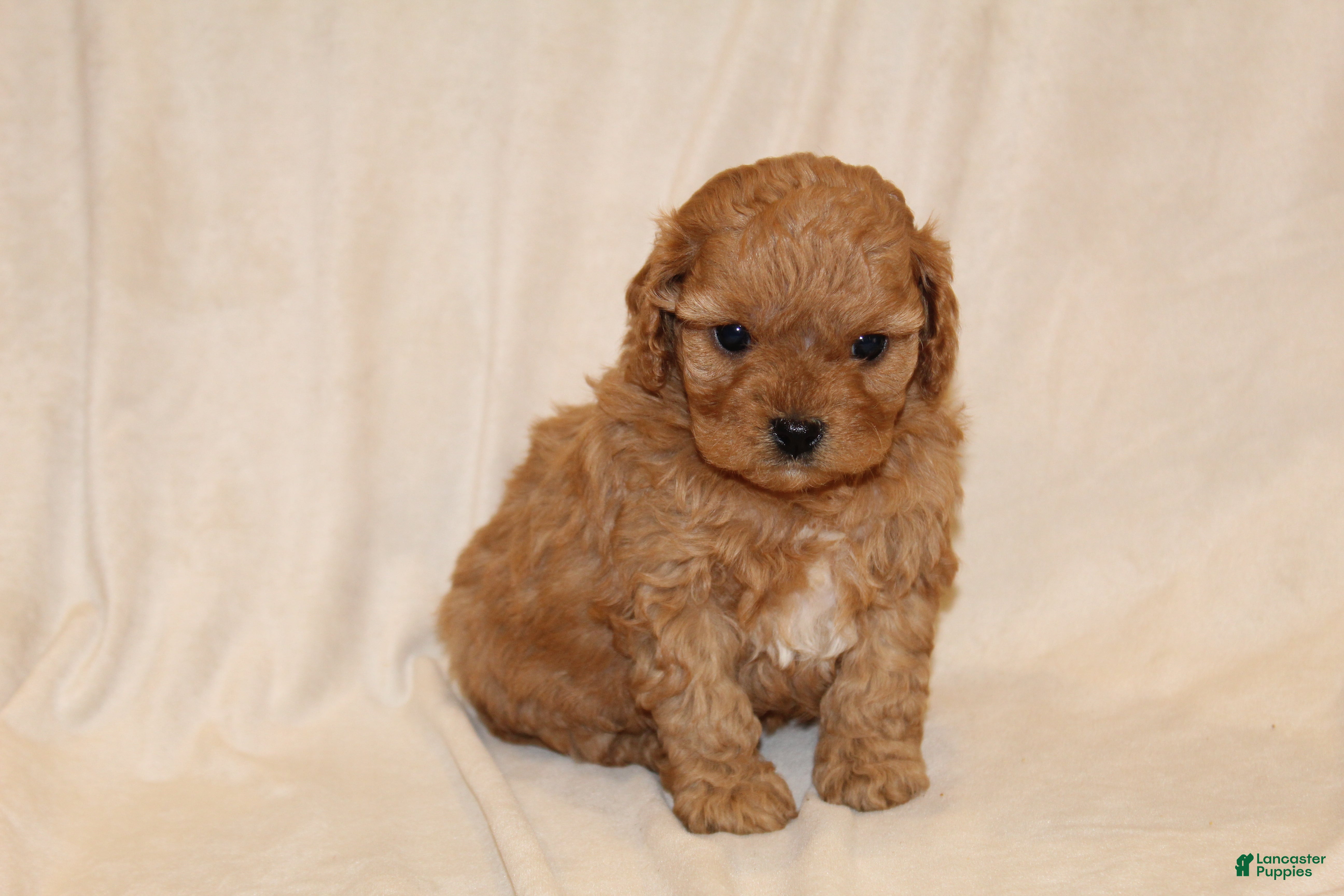 Cavapoo dogs Ginger - Ad 2