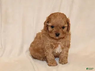 Cavapoo dogs Ginger - Ad 2