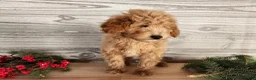 Mini Goldendoodle dogs for sale: Dover - Ad 10
