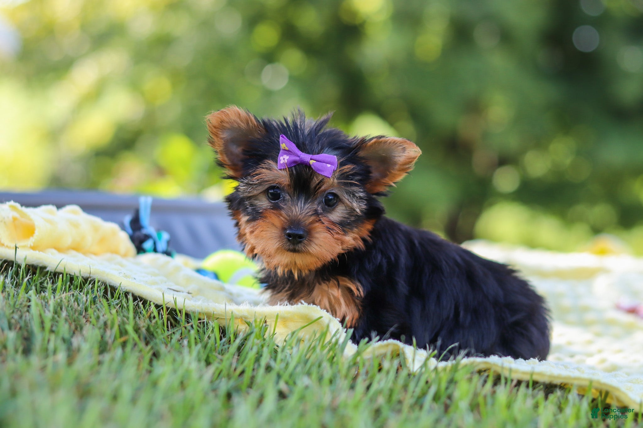 Yorkshire Terrier dogs Fiona - Ad 2