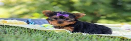 Yorkshire Terrier dogs for sale: Fiona - Ad 2