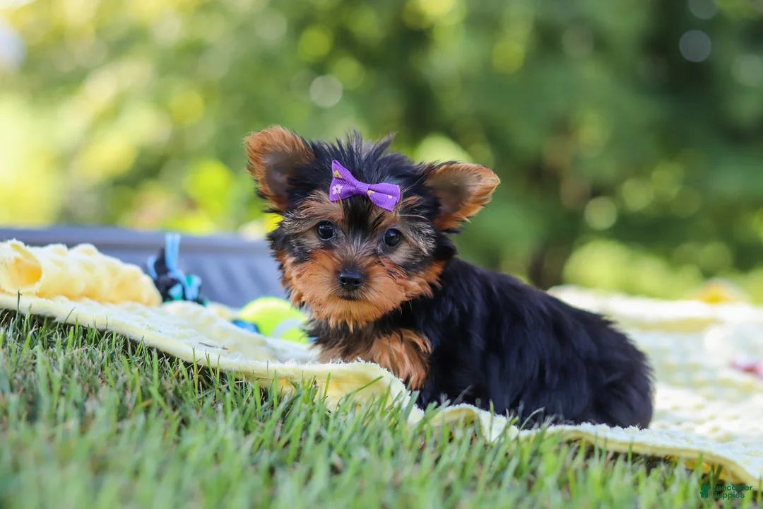 Yorkshire Terrier dogs for sale: Fiona - Ad 2