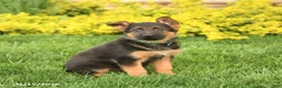 German Shepherd dogs for sale: Gracie - Ad 3