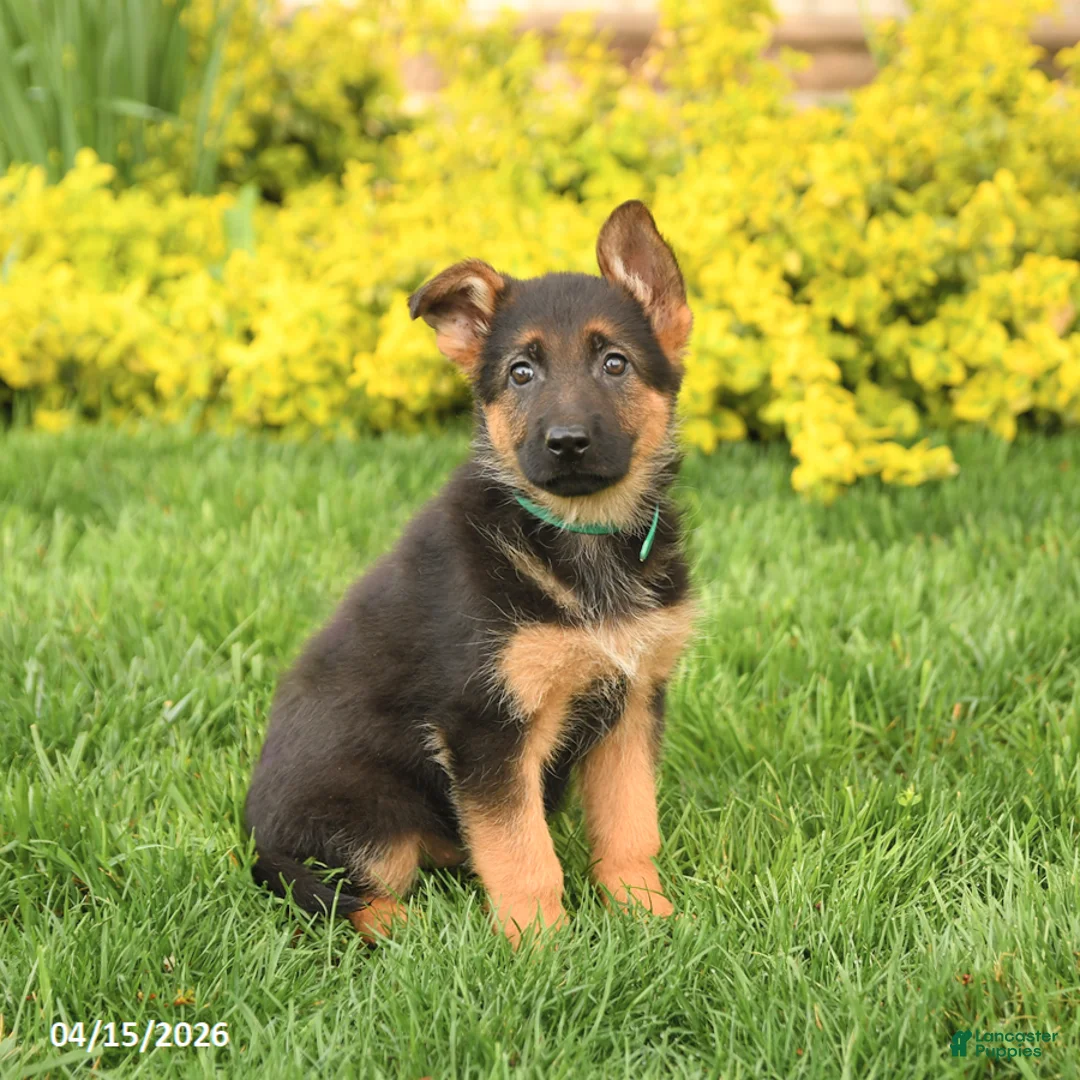 German Shepherd dogs for sale: Gracie - Ad 3