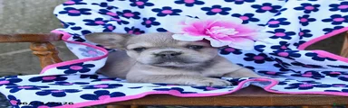 Rosie