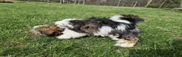 Shorkie dogs for sale: Cowboy - Ad 10