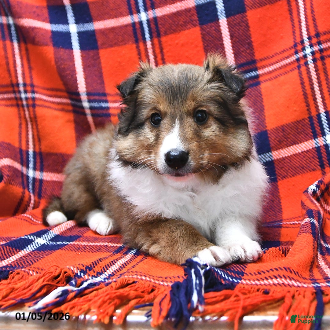 Shetland Sheepdog Breed: Characteristics, Care \u0026 Photos | Chewy, image size:1080x1080