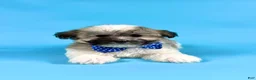 Havanese dogs for sale: EDEN - Ad 2
