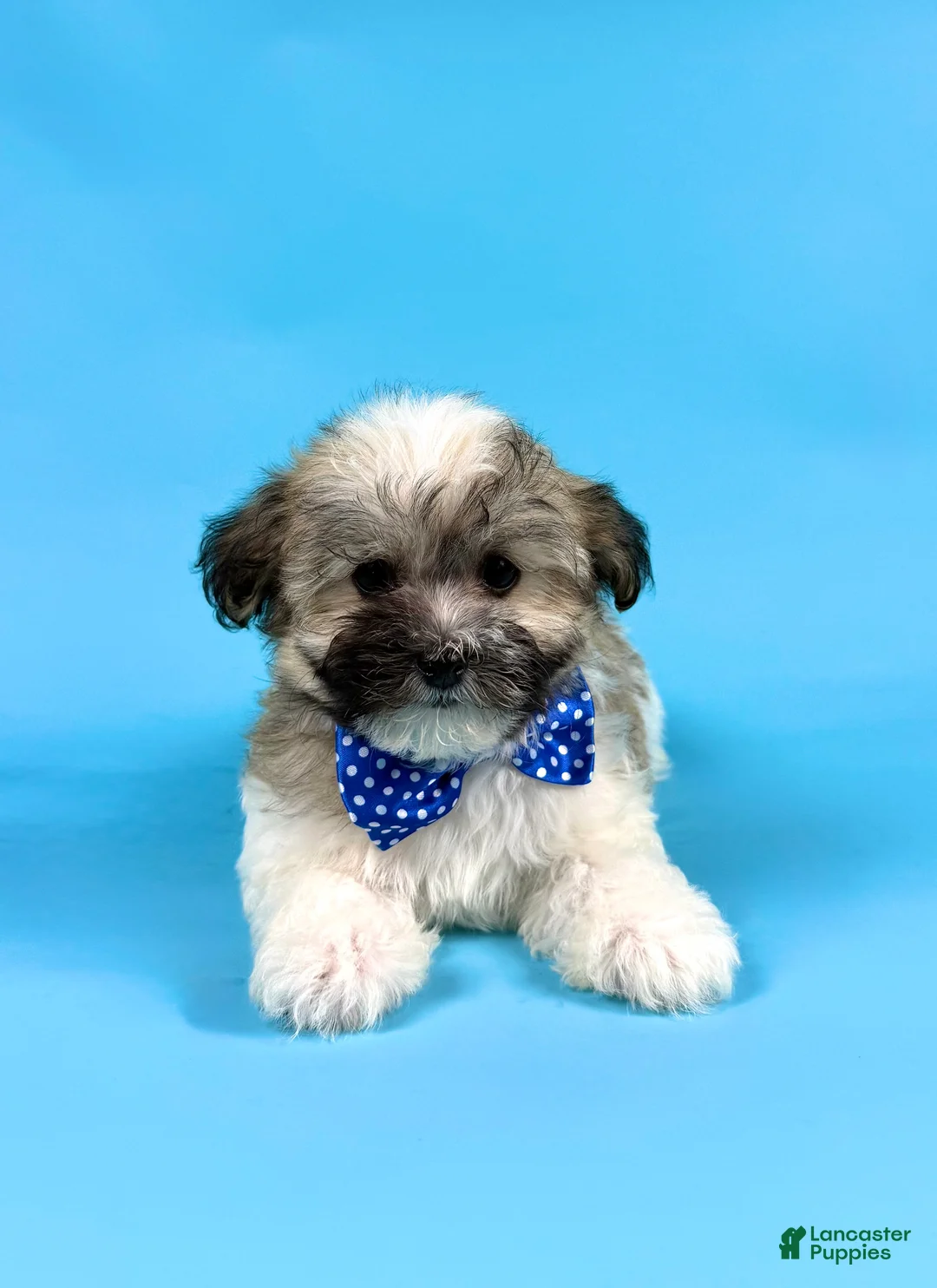 Havanese dogs for sale: EDEN - Ad 2