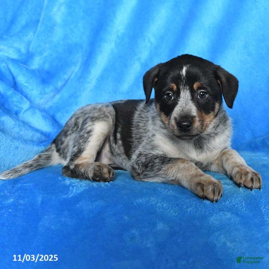 Australian Cattle Dog dogs Sally - Ad 33