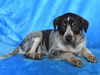 Australian Cattle Dog dogs Sally - Ad 30