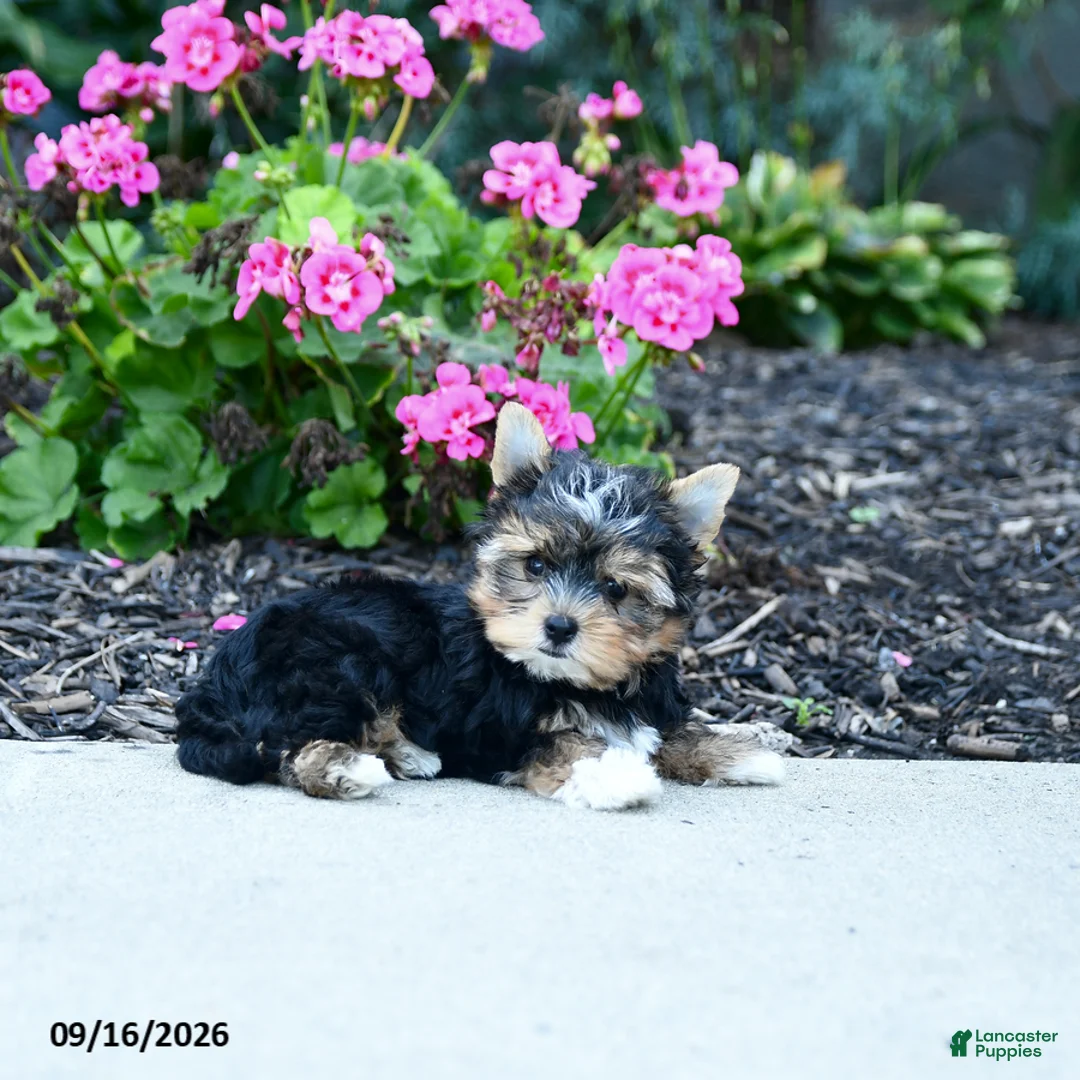 Yorkshire Terrier dogs for sale: Baxter - Ad 5