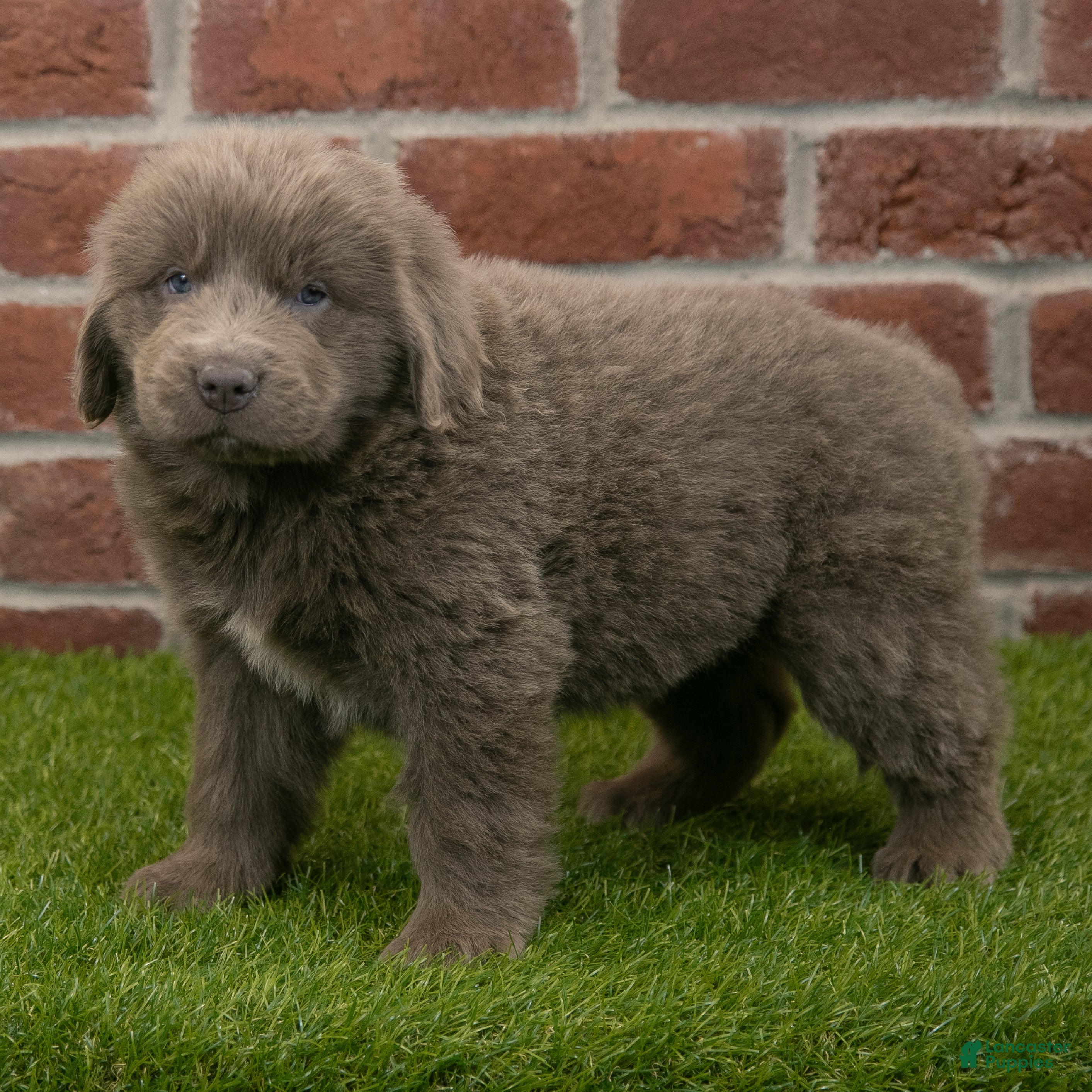 Newfoundland dogs Stella - Ad 15