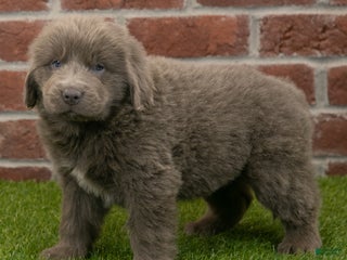Newfoundland dogs Stella - Ad 5