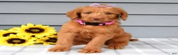 Labradoodle dogs for sale: Cassie - Ad 7