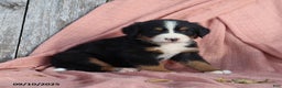 Bernese Mountain Dog dogs for sale: Jenny - Ad 11