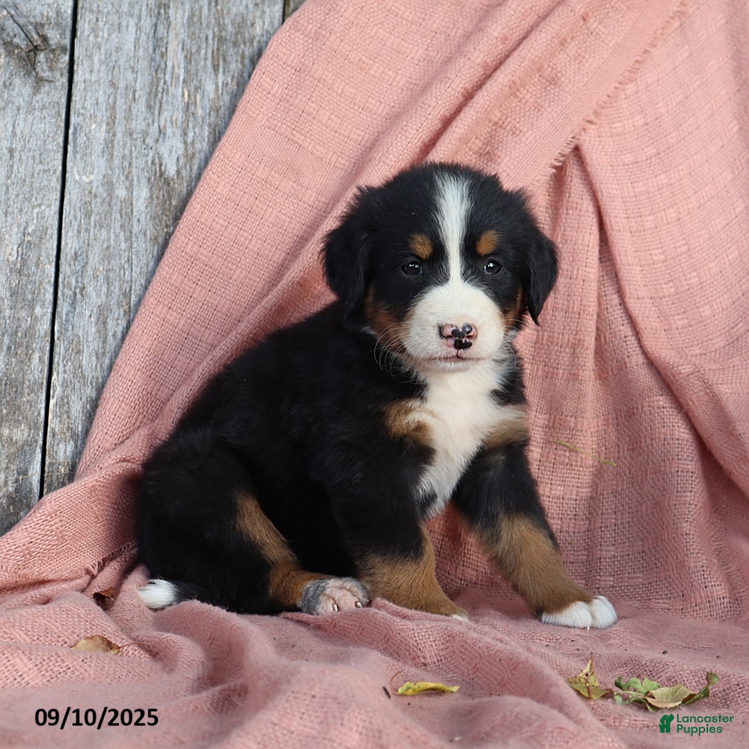Bernese Mountain Dog dogs for sale: Jenny - Ad 11
