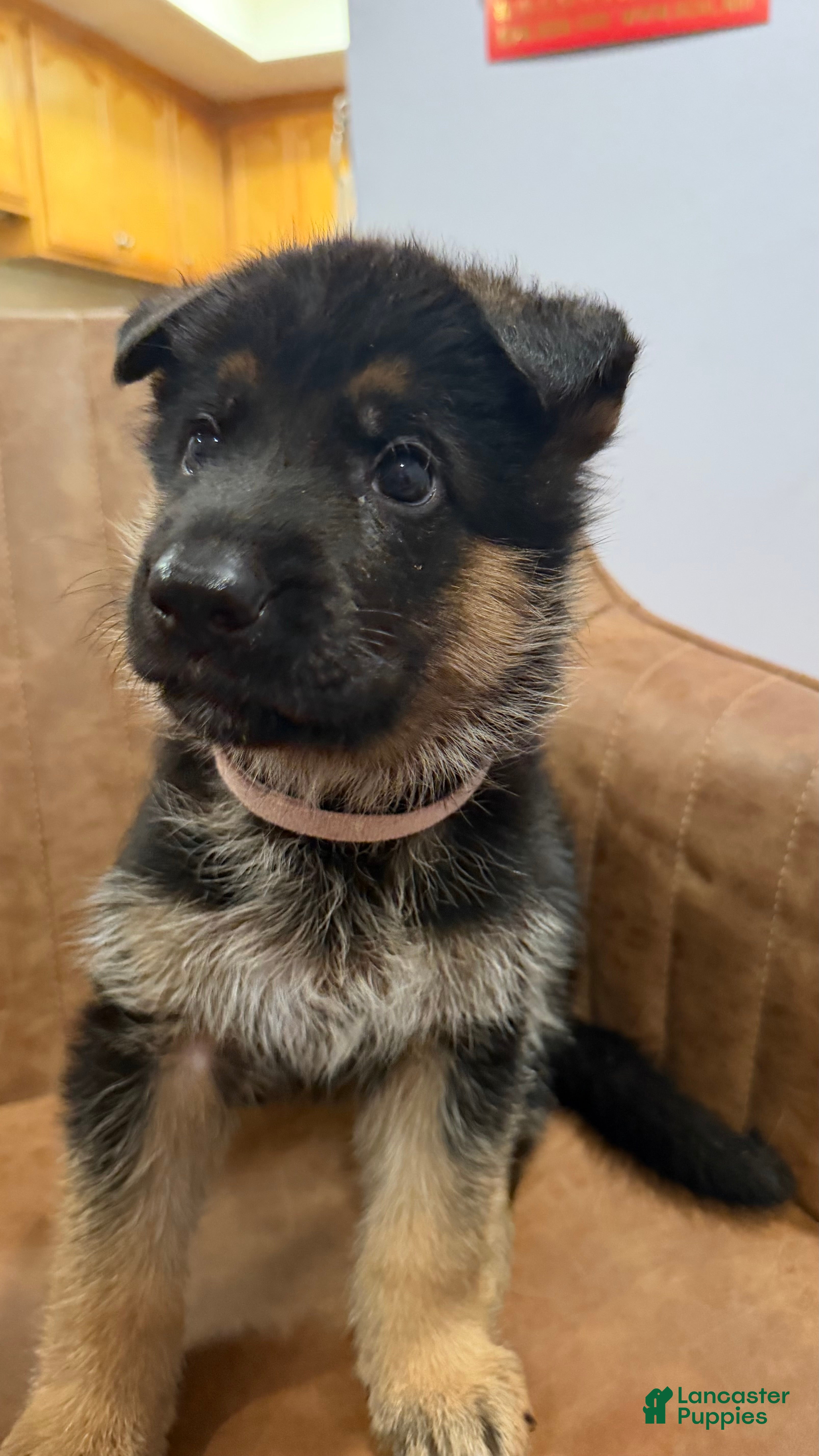 German Shepherd dogs for sale: pink - Ad 23