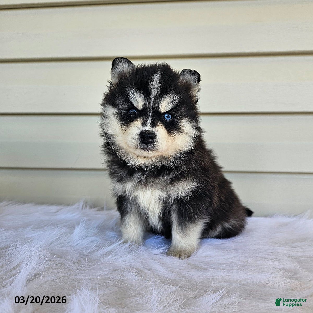 Pomsky dogs Leah - Ad 2