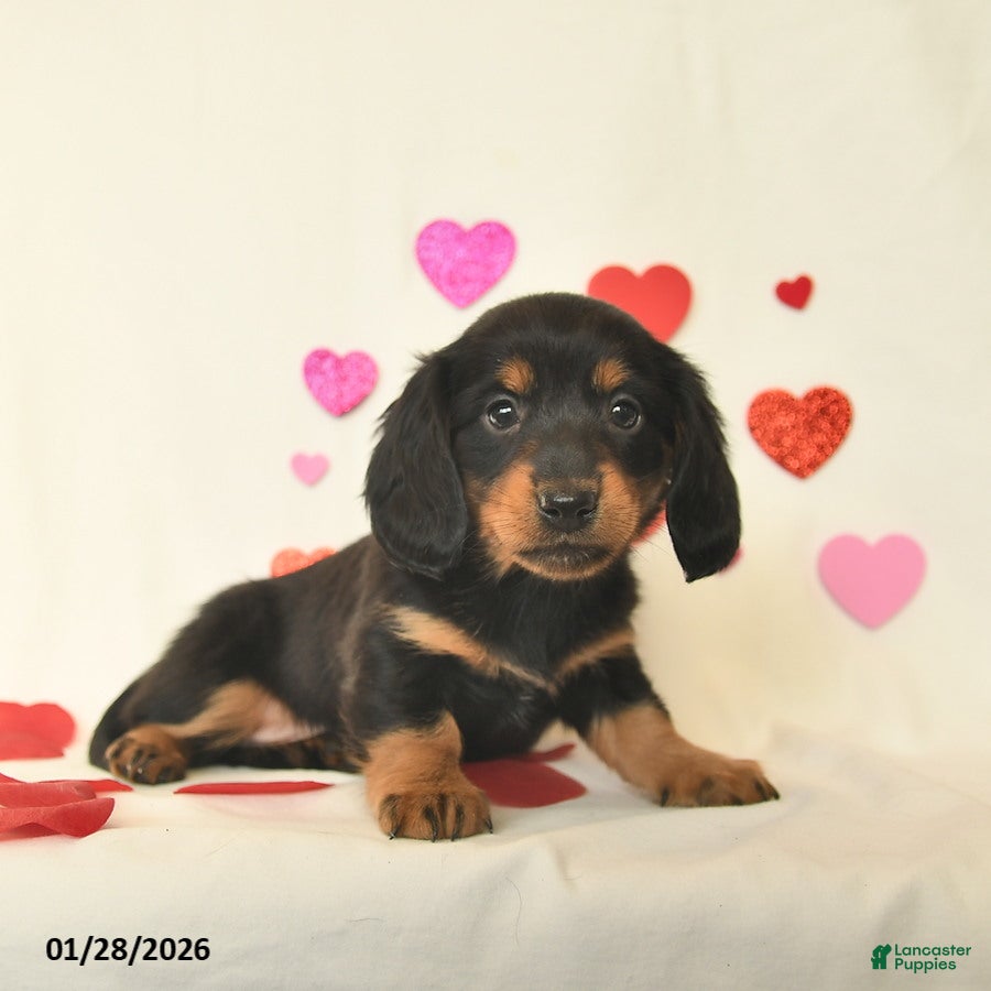 Miniature Dachshund dogs Oakley  - Ad 11
