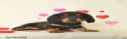 Miniature Dachshund dogs for sale: Oakley  - Ad 1