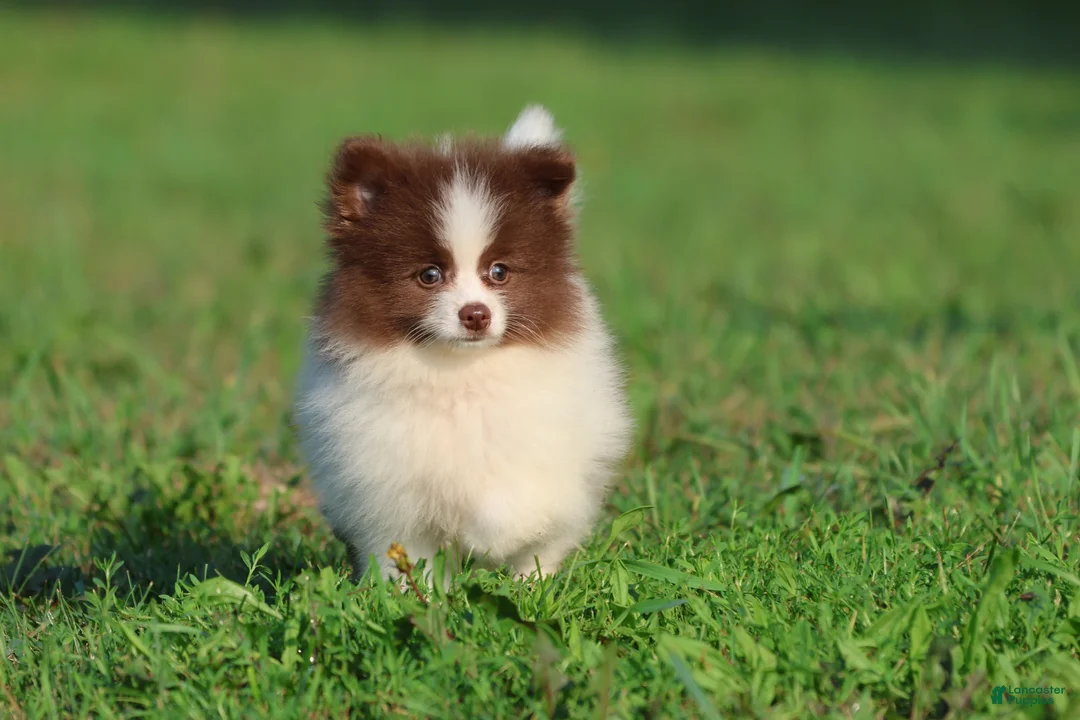 Pomeranian dogs for sale: Coco Puffs - Ad 4