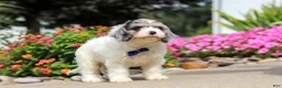 Cavapoo dogs for sale: Jaxson - Ad 5
