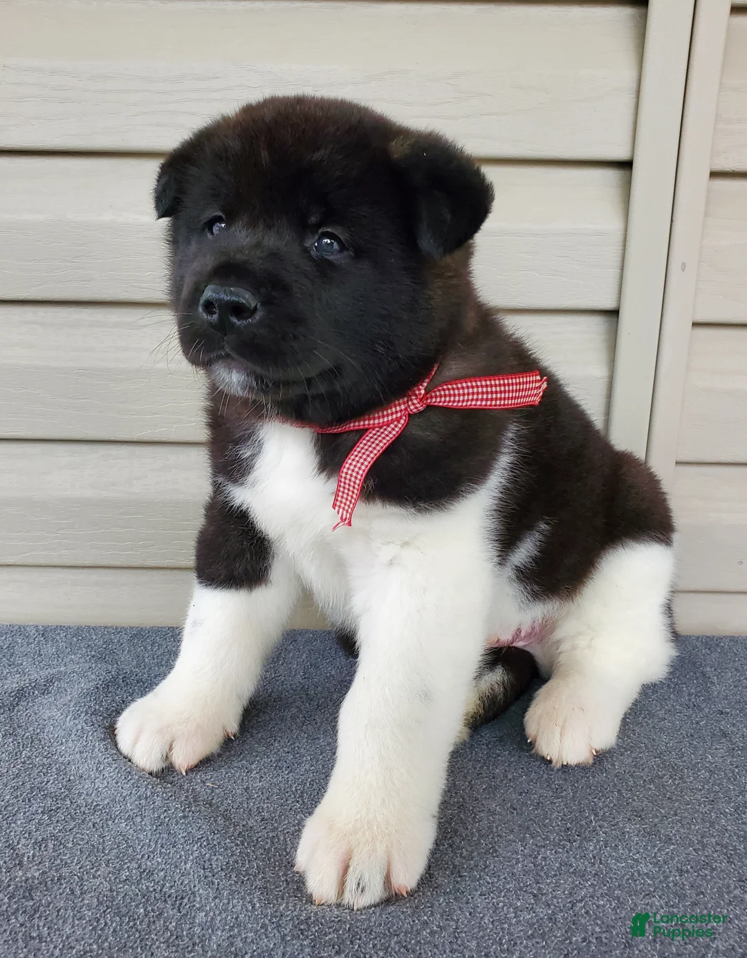 Akita dogs for sale: Solomon - Ad 1