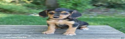 Mixed Breed dogs for sale: Willow - Ad 4