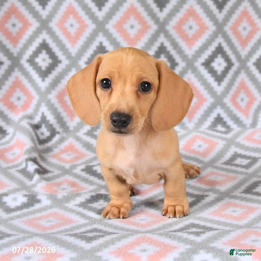 Dachshund dogs Perry - Ad 1
