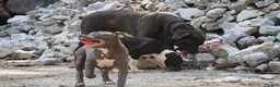 American Bully dogs for sale: Venus - Ad 8