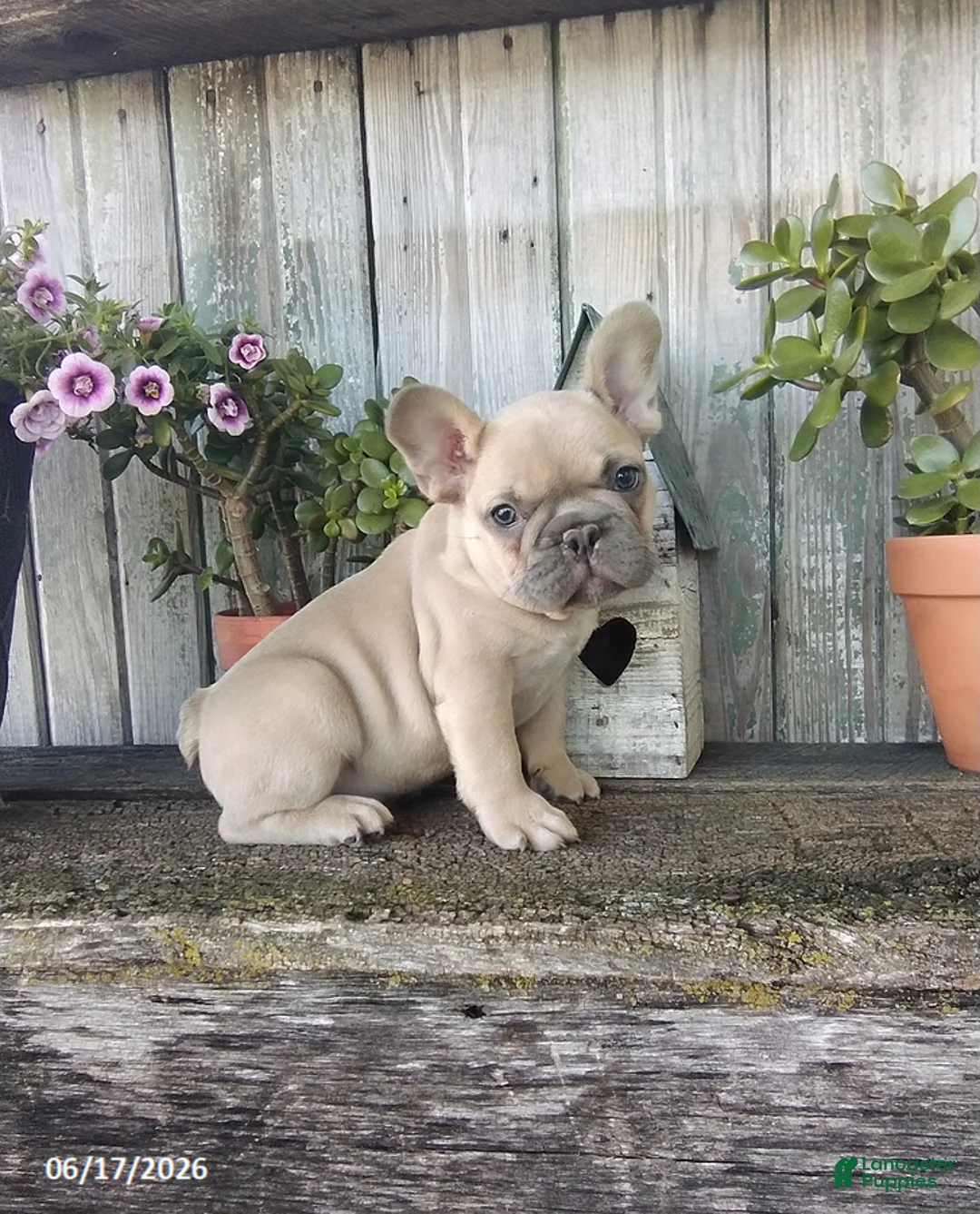 French Bulldog dogs for sale: Charlie - Ad 5