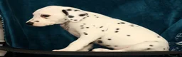 Dalmatian dogs for sale: Jemima - Ad 8