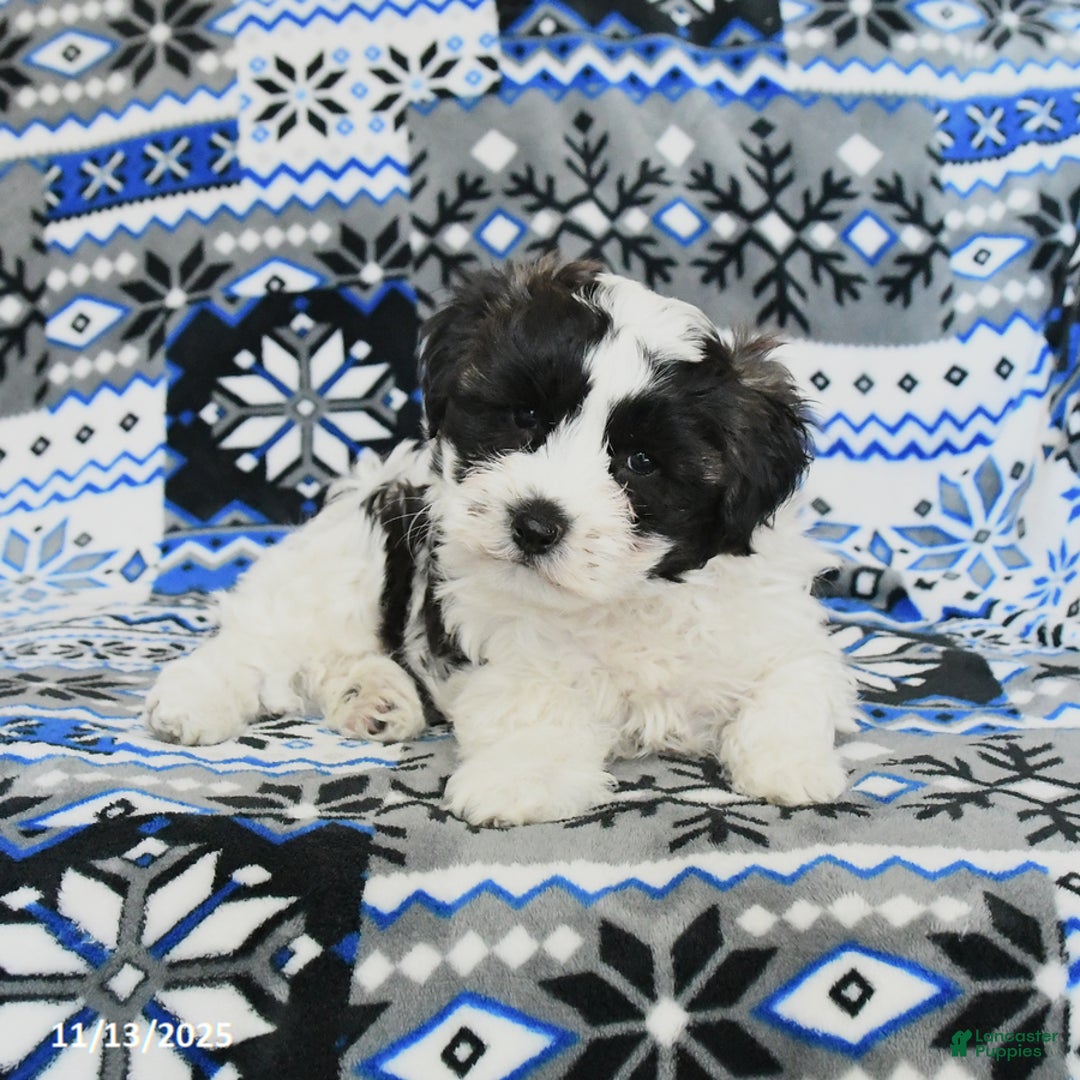 Cavachon dogs for sale: Lexy - Ad 3