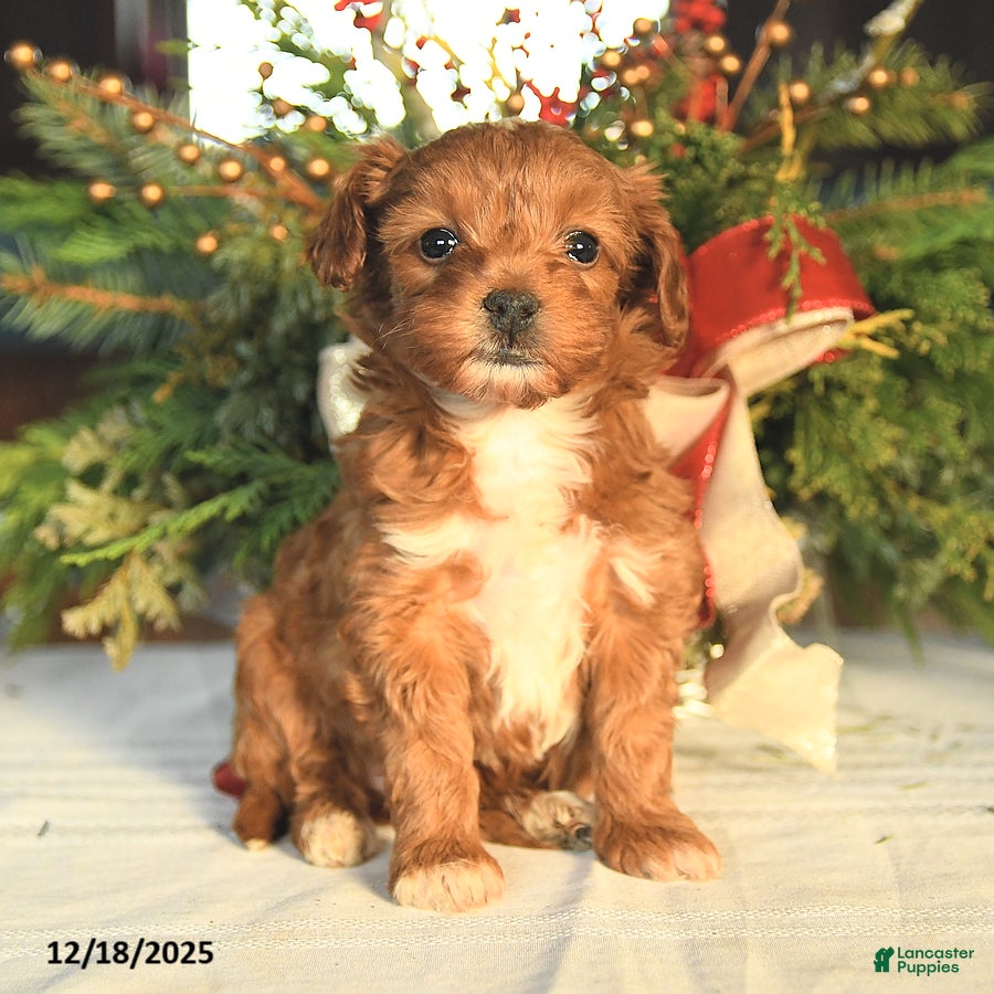 Maltipoo dogs Lilly - Ad 21