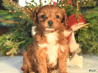 Maltipoo dogs Lilly - Ad 26