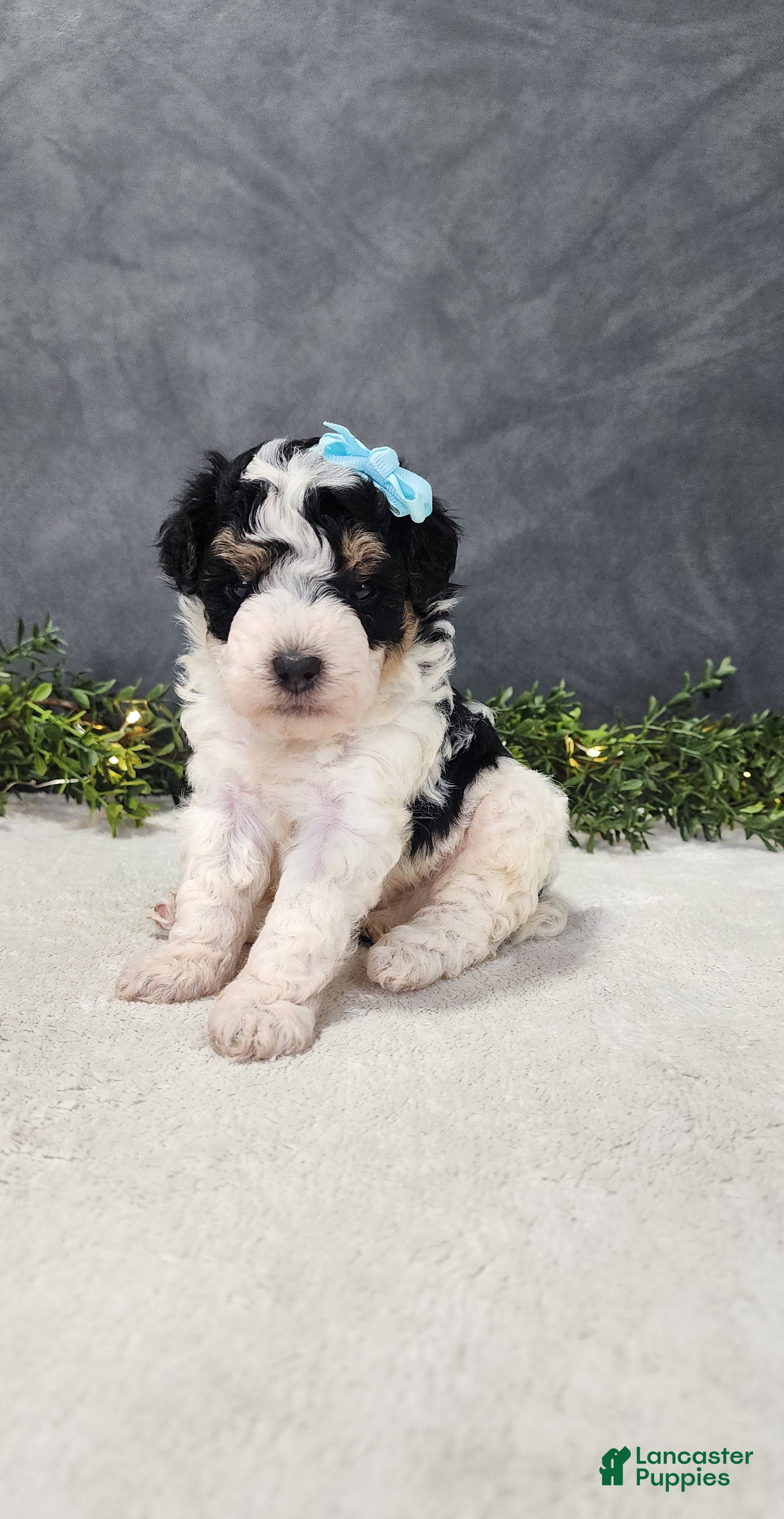 Miniature Poodle dogs Benjie - Ad 2