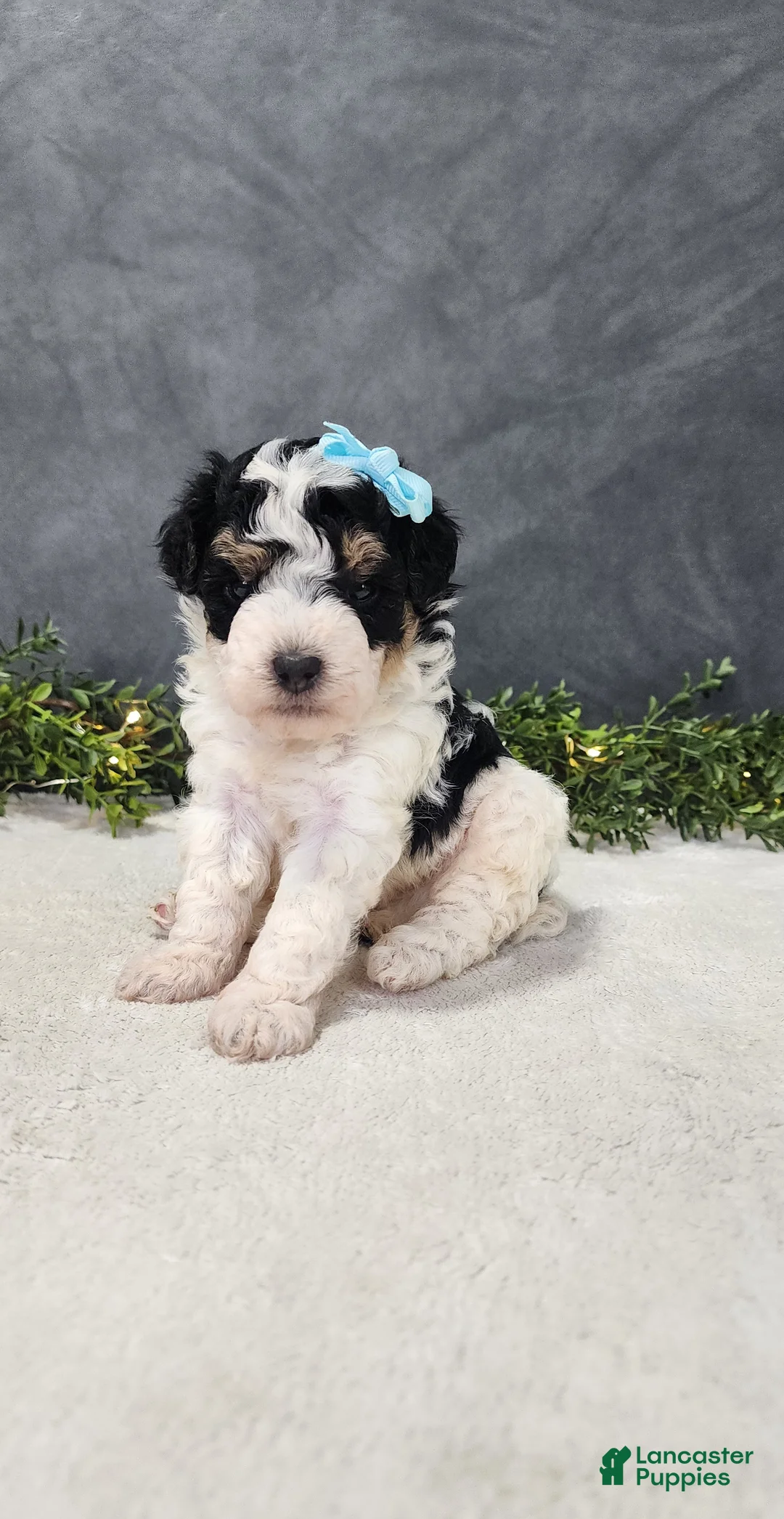 Miniature Poodle dogs for sale: Benjie - Ad 2