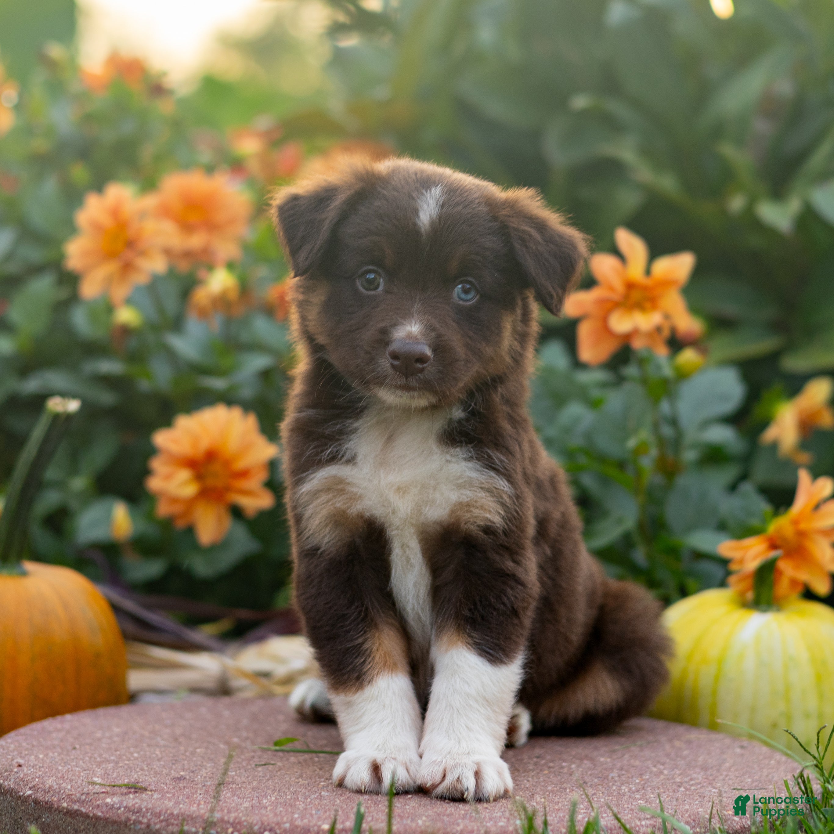 Miniature Australian Shepherd dogs Kurt - Ad 1