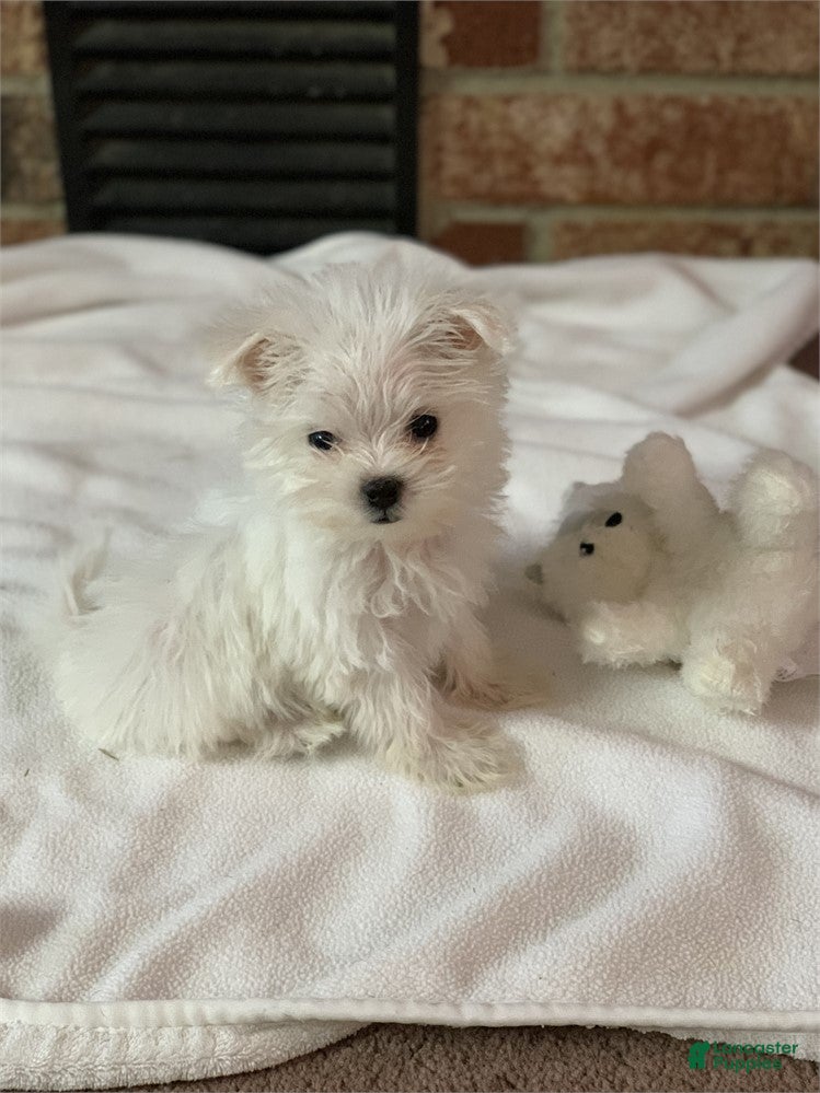 Maltese dogs Maltese Puppy 2 - Ad 10