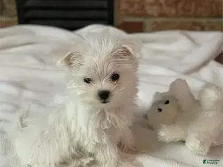 Maltese dogs Maltese Puppy 2 - Ad 17