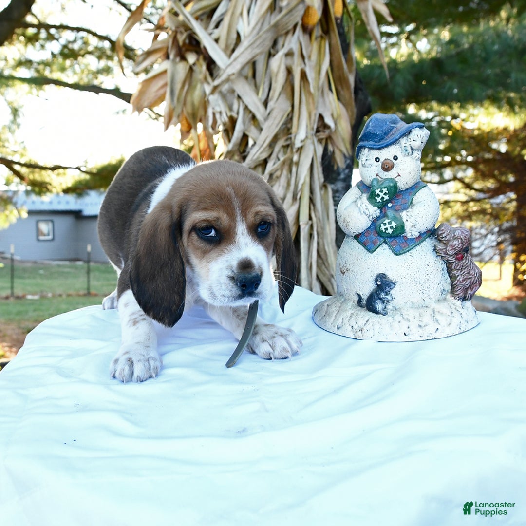 Beagle dogs for sale: Jack  - Ad 1