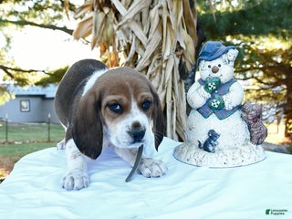 Beagle dogs Jack - Ad 29