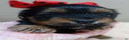 Yorkshire Terrier dogs for sale: Peyton - Ad 8
