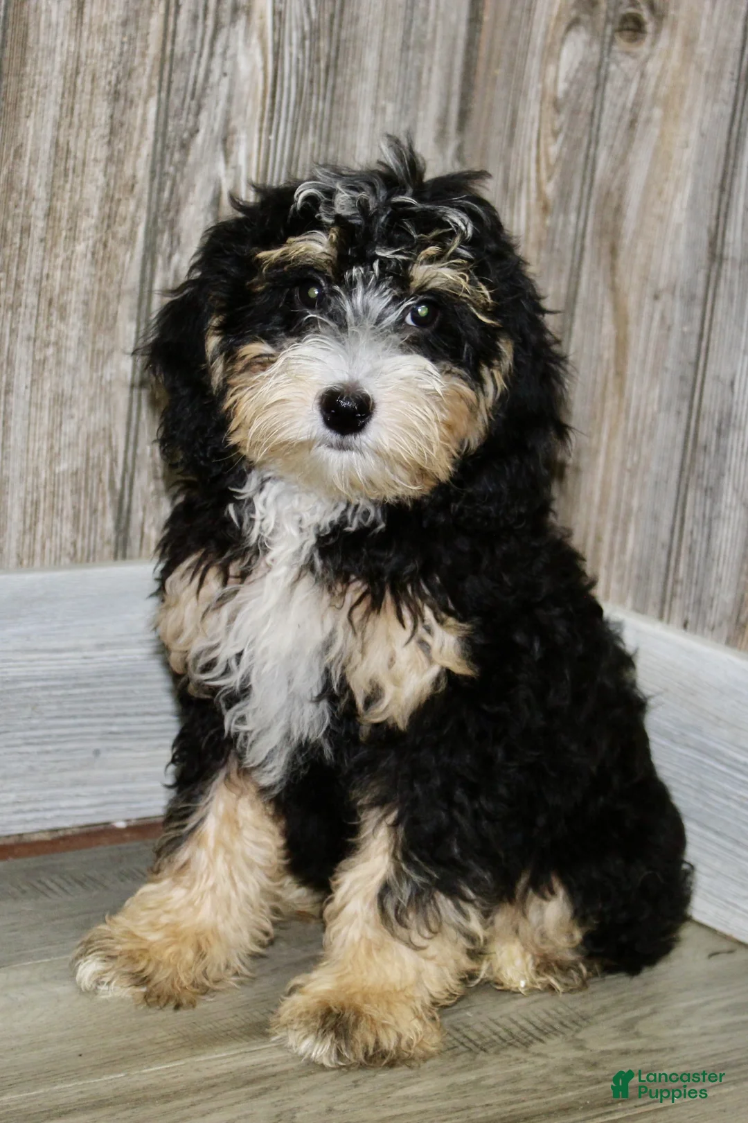 Mini Bernedoodle dogs for sale: Sandy - Ad 2